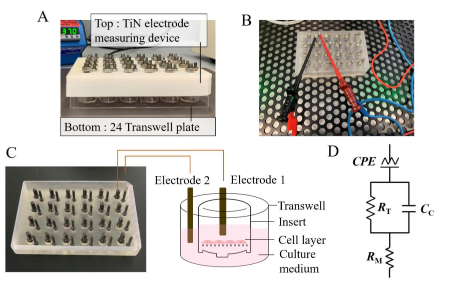 TiN-Coated Electrodes for Real-Time Monitoring of Tissue Barrier Integrity