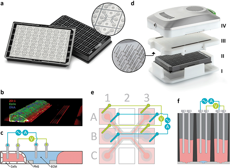 Visualization of the membrane-free TEER measurement principle showing electrode integration in perfused organ-on-chip channels.